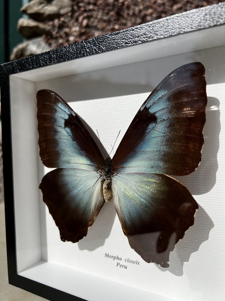 Сувениры из тропических бабочек Morpho cisseis Перу