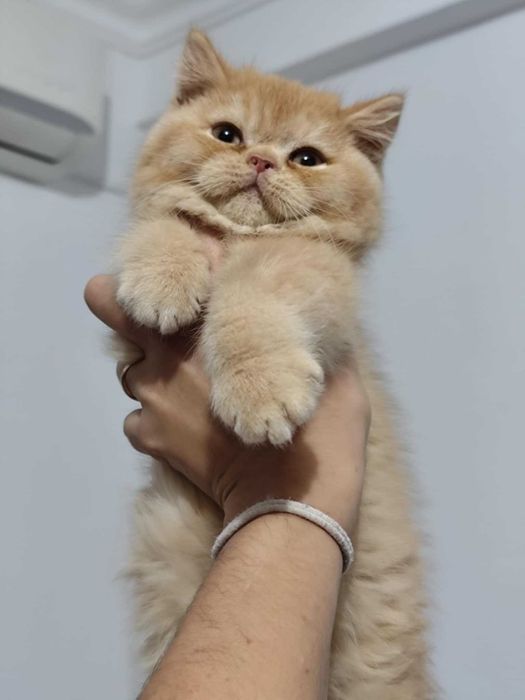 British macho vermelho - com LOP