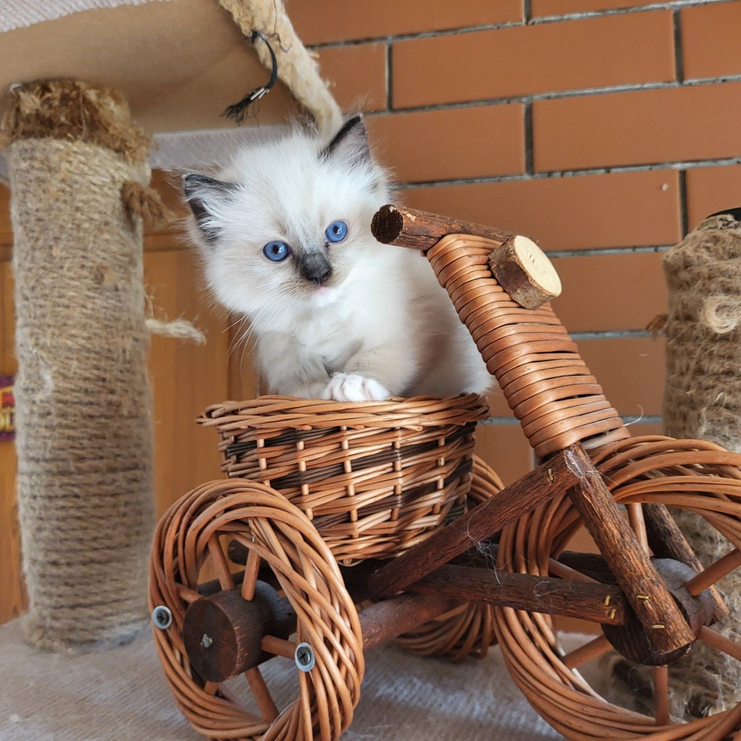 Ragdoll Ragdolle Ragdollowo