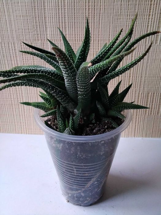 Хавортия Attenuata хавортия аттенуата