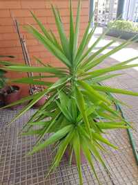 Planta natural (yuca)