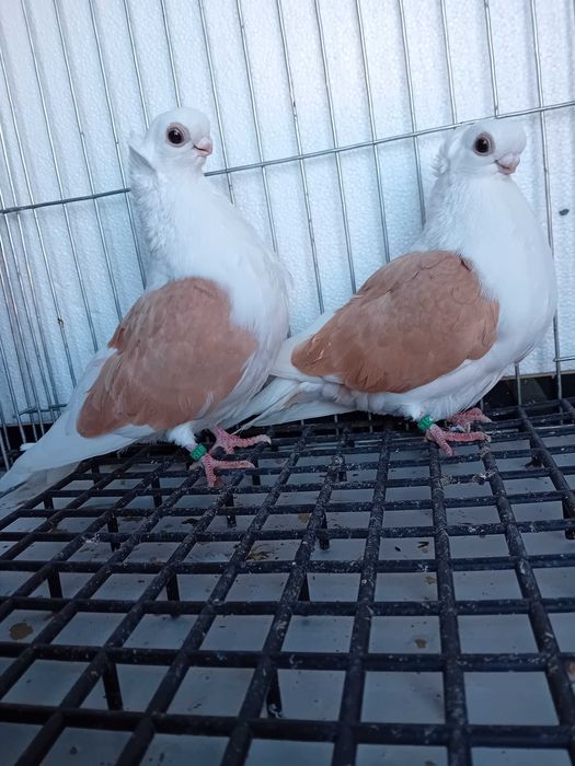 Sprzedam mewki polskie