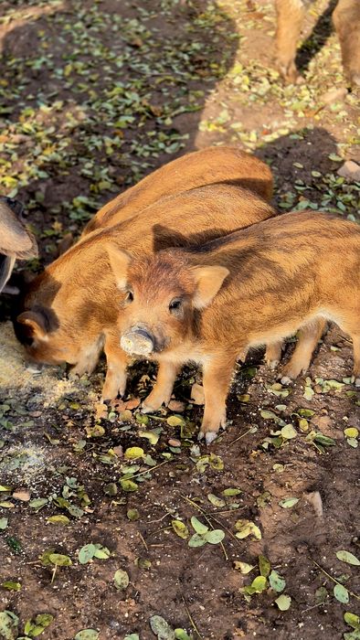 Венгерська мангалиця