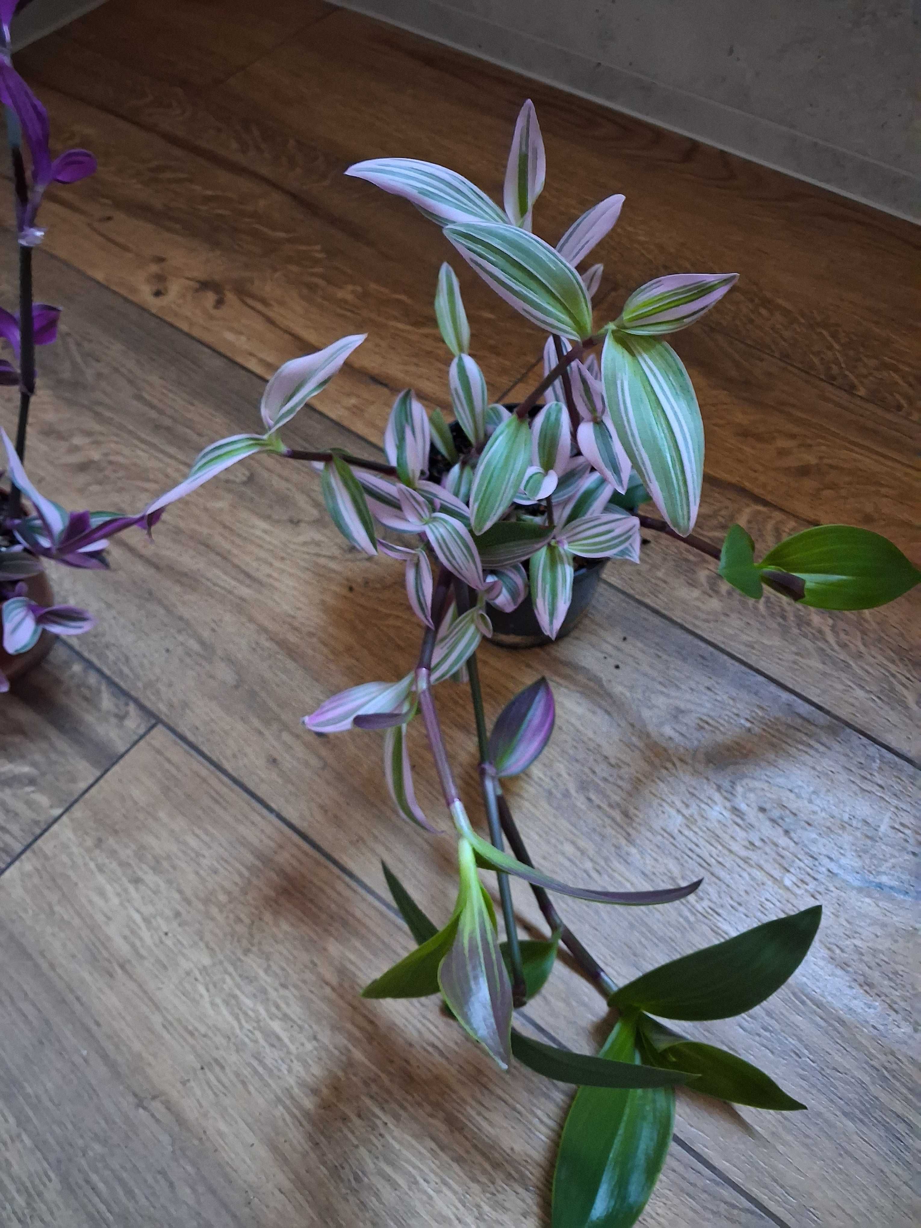 Tradescantia 'Nanouk' Trzykrotka