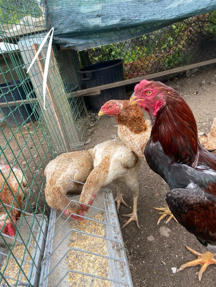 ovos de indio gigante