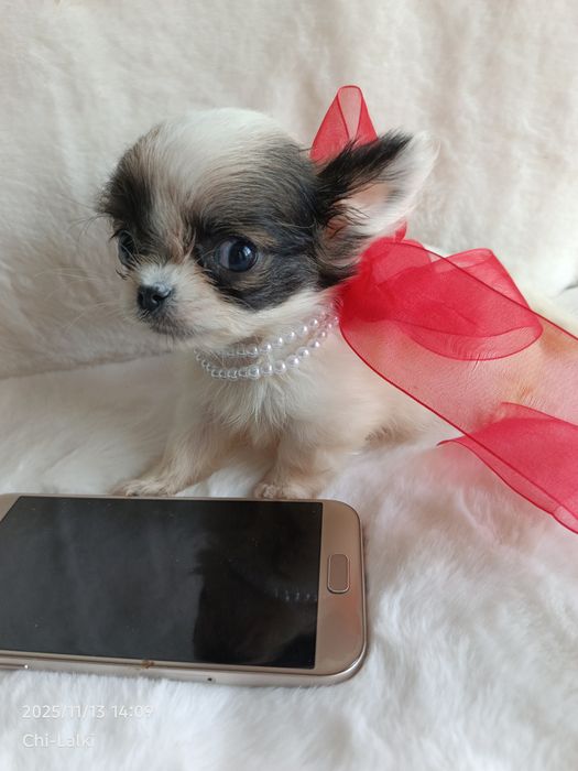 Chihuahua chłopiec piesek samiec XS dlugowlosy