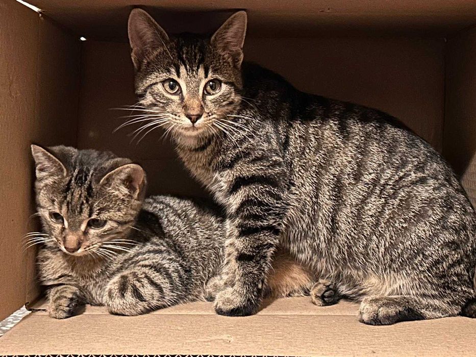 Koty do adopcji. Modliborzyce.