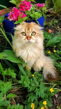 Шотландский золотой вислоухий ласковый котик