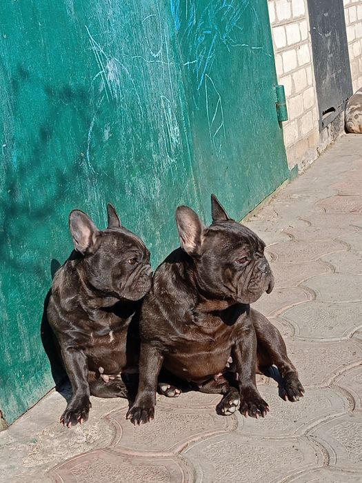 Девочка 2.5 года