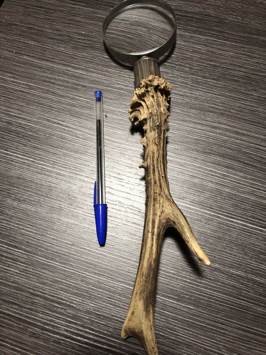 Lupa com corno de veado