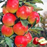 Саджанці колоноподібні яблуні черешня груші алича слива персик абрикос