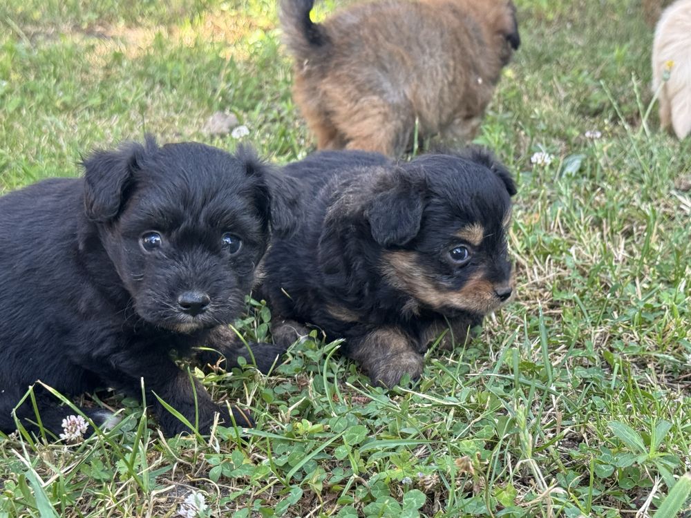 Pomapoo hybryda pudel miniaturowy pomeranian nie maltipoo