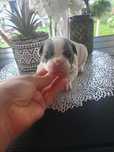Buldog francuski