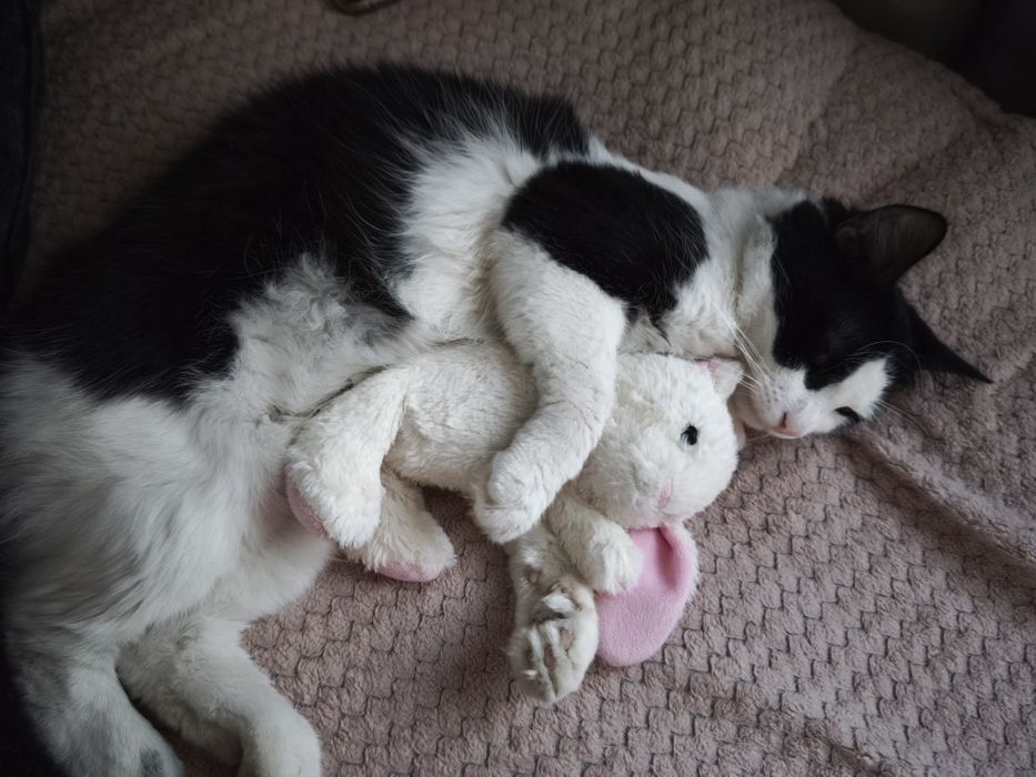 Długowłosy Zorro do pilnej adopcji