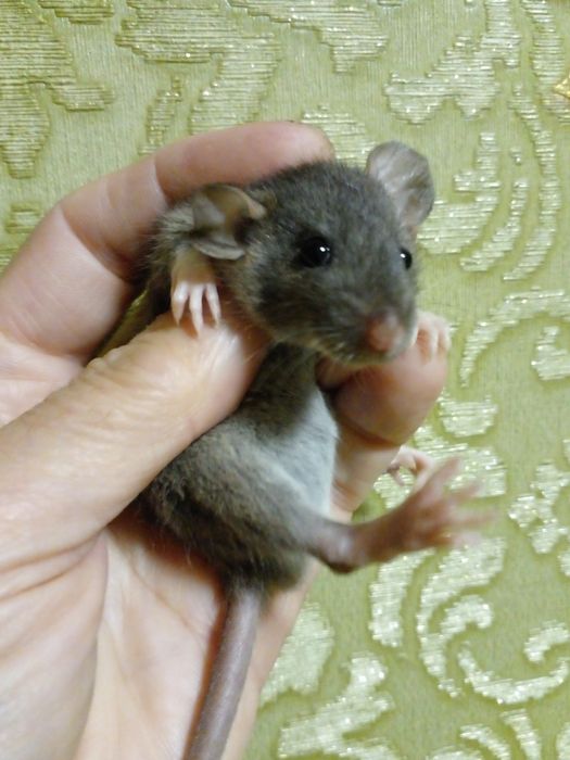 Большой выбор малышей крысят!