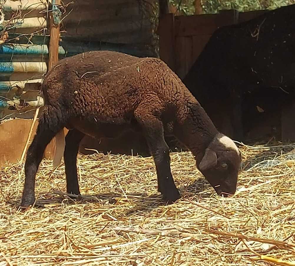 Borrego  2 meses