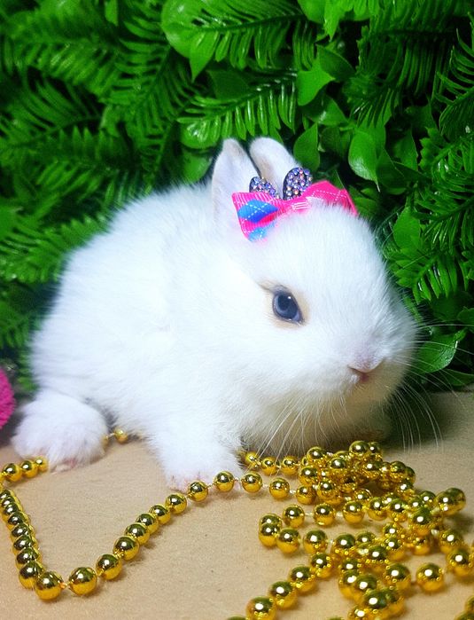 Карликовый мини кролик,міні кролики,кроленята,крольчата,карликові