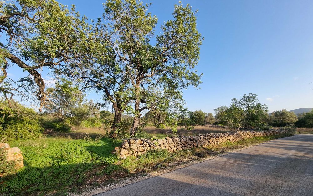Terreno rústico para arrendar - Loulé - com eletricidade e bom acesso