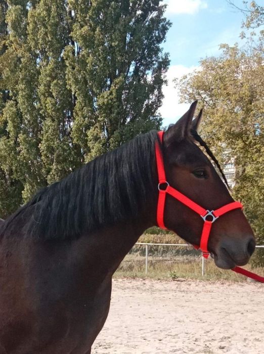 Продається молода, перспективна кобила трьох років.