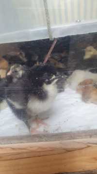 Australorp wyandotte