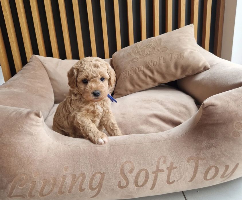 Наймиліше цуценя Мальтипу - вакцинований за віком, є паспорт