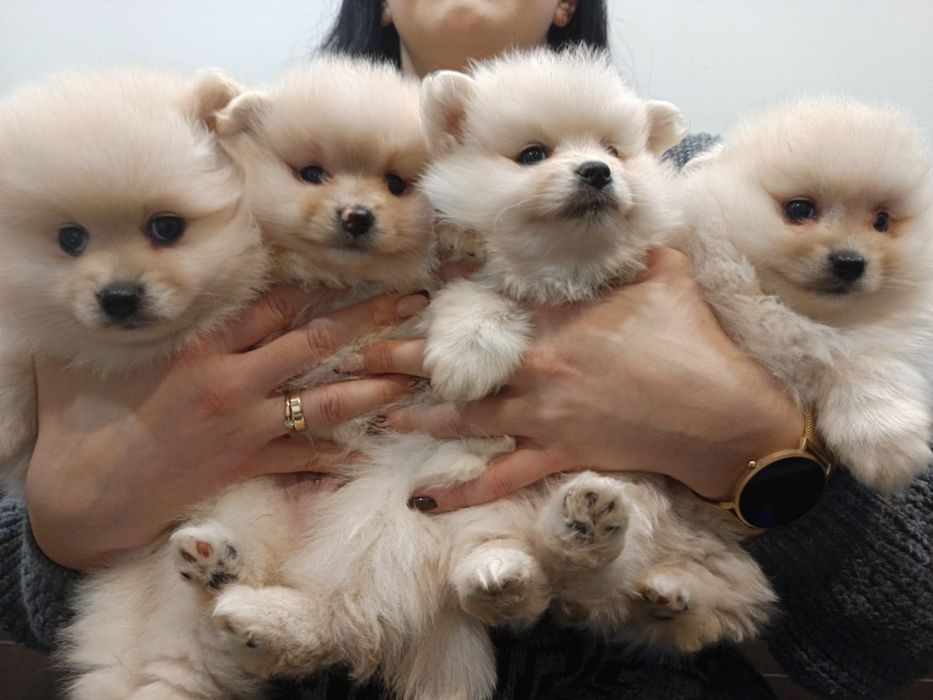 Szpic Miniaturowy Miś pomeranian