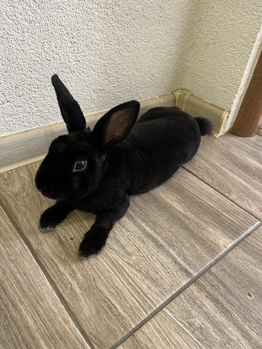 Oddam Króliczka w dobre ręce