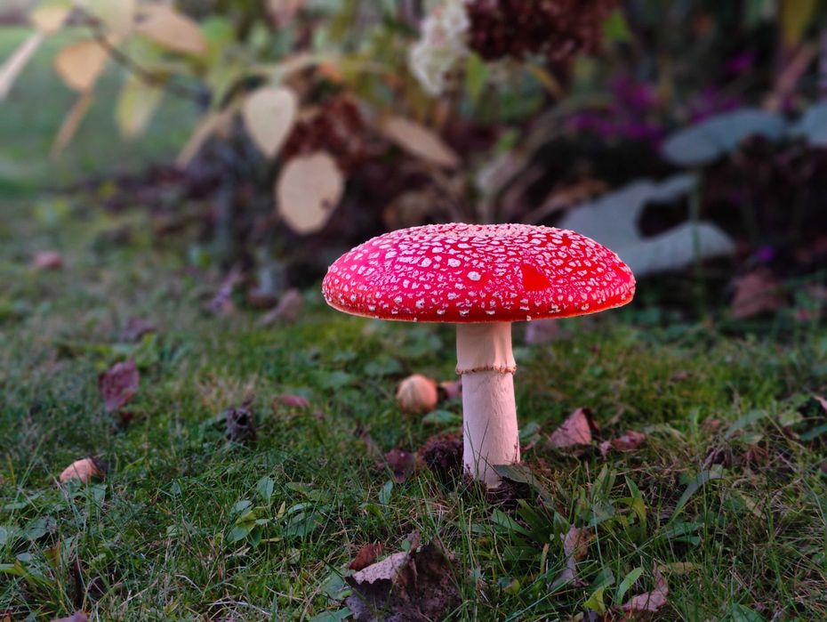 Smartfon OnePlus 10 Pro | 12/256GB | Snapdragon 8 | Hasselblad | 120Hz