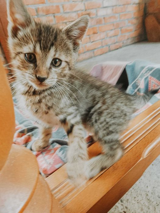 Słodziaki kociaki zapraszają do adopcji! :) Okolice Nowego Sącza!