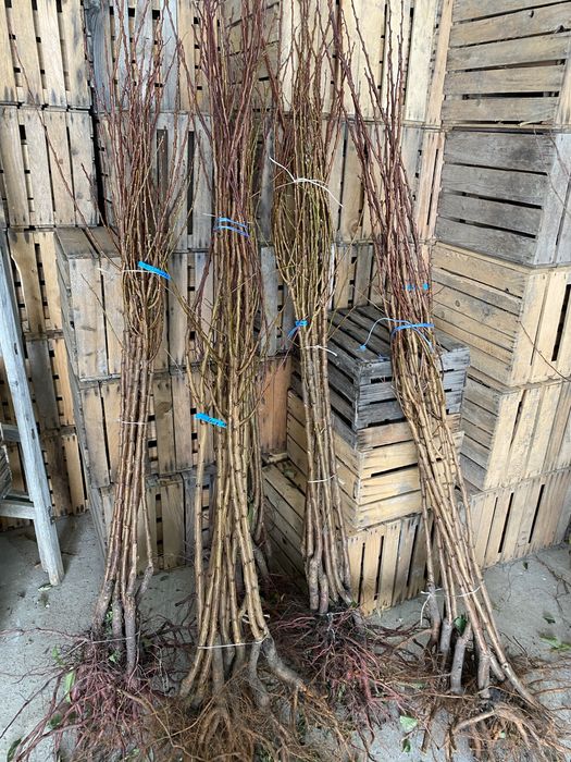 Саджанці абрикосу "Харгранд" / Саженцы плодовых деревьев