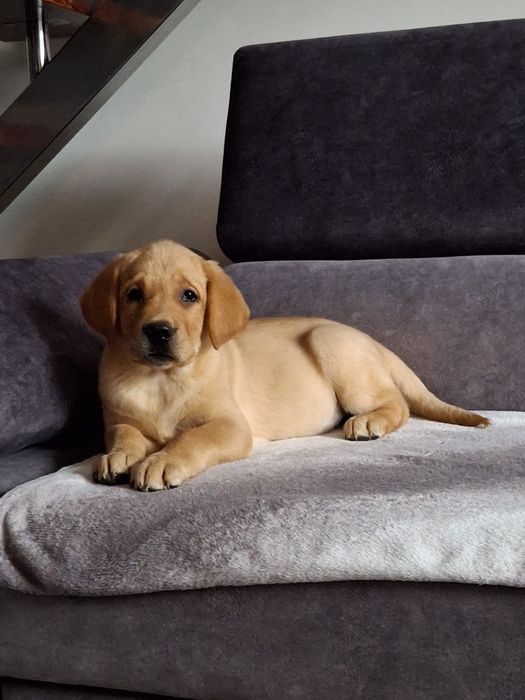 Labrador śliczny szczeniak