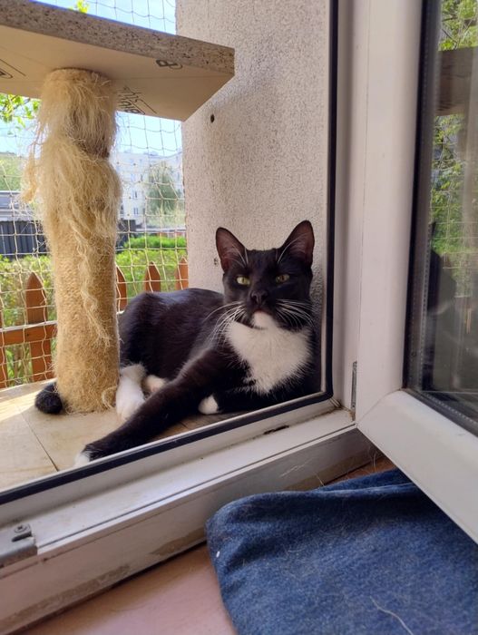 Młodziutki kotek Teofil szuka domku