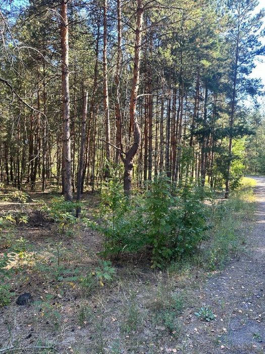 Продаж ділянки у лісі Київа 10 соток!