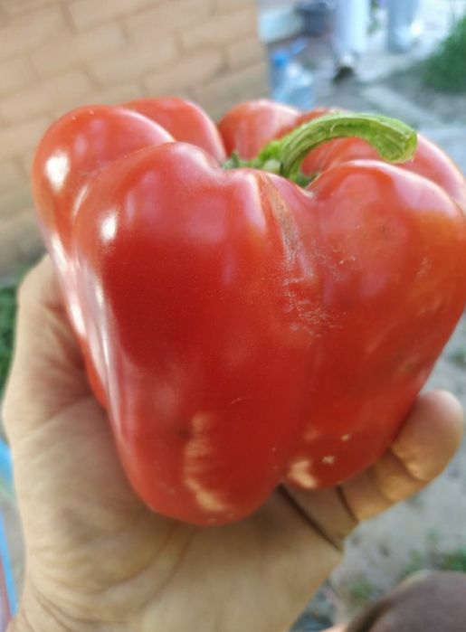 Насіння сурер солодкого суперсмачного перцю ,баклажан