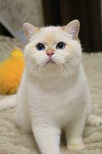 Британские котята, шиншилла поинт с голубыми глазами
