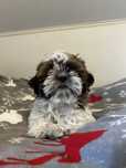 shih tzu             .
