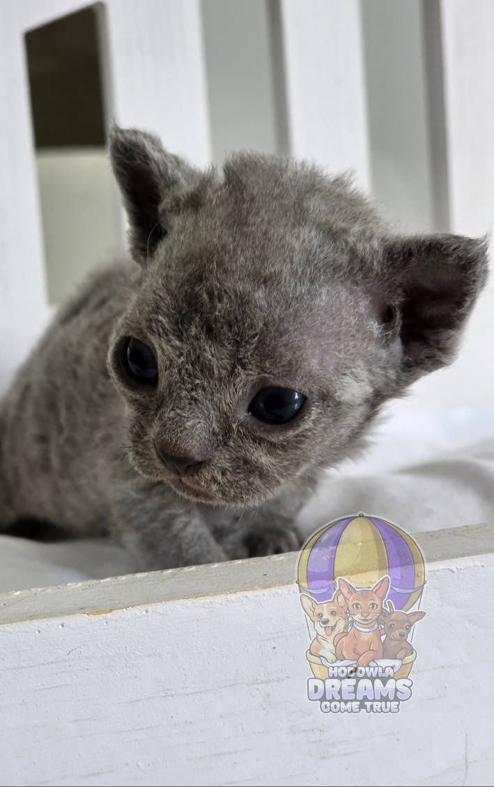 Devon Rex **Niebieski Kocurek **Do Rezerwacji