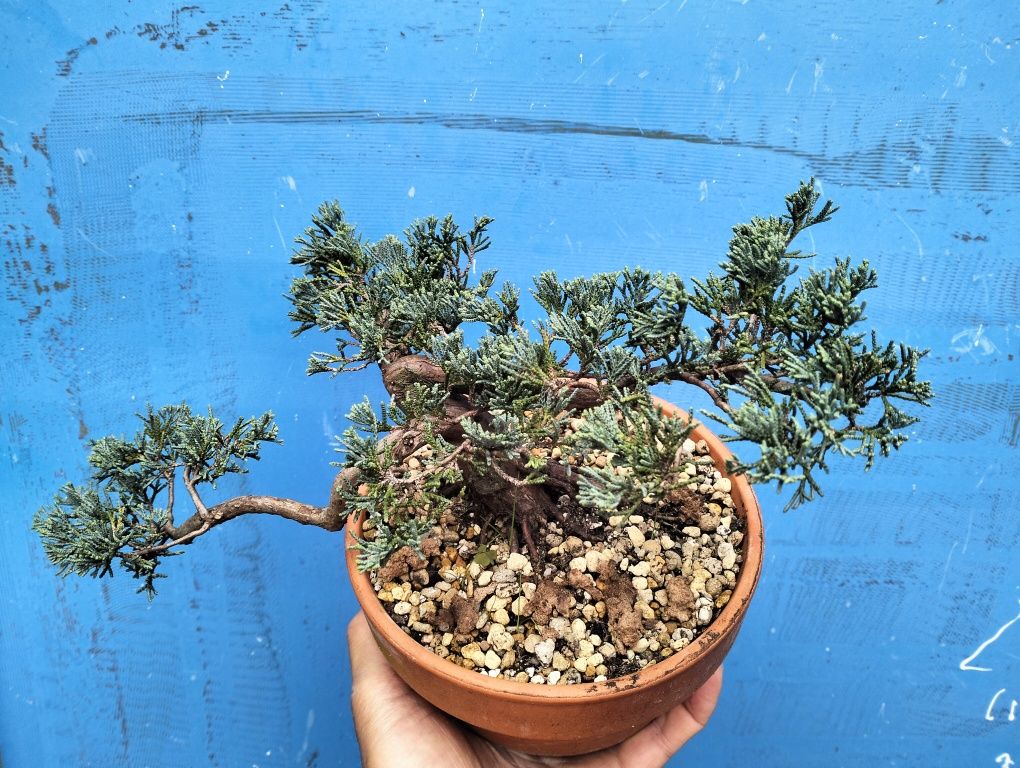 Bonsai juniperos Blue horizontalis