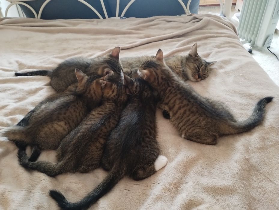 Dwie 14 tygodniowe kotki szukają niewychodzących domów