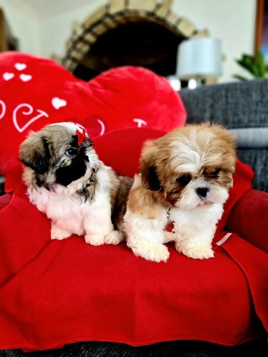 Shih tzu z rodowodem