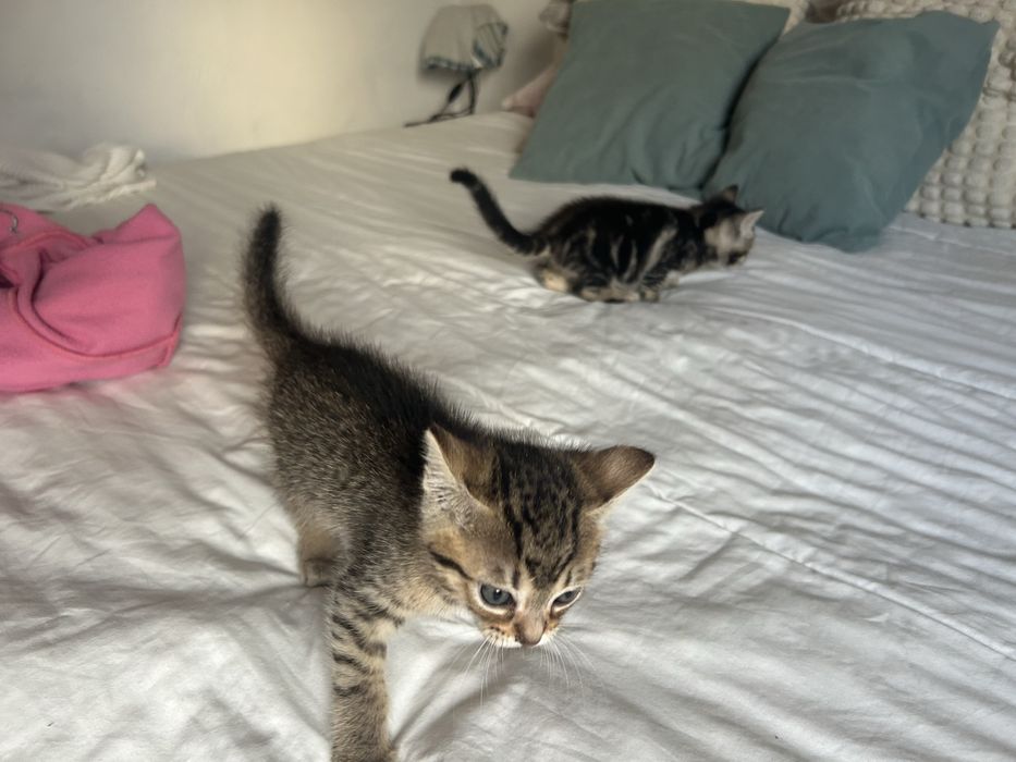 Adotar Gatinhos  bebes com dois meses