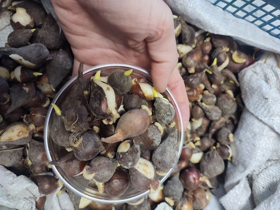 Тюльпаны ,мускари