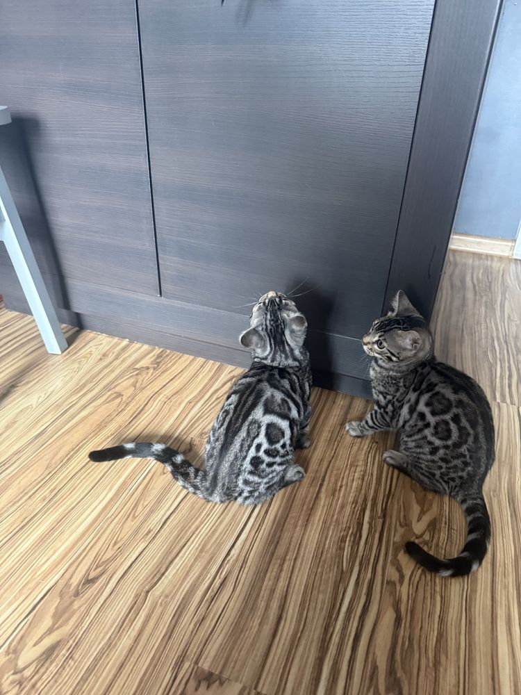 Kocurek bengalski. Srebro GOTOWY DO ODBIORU po zabiegu kastracji