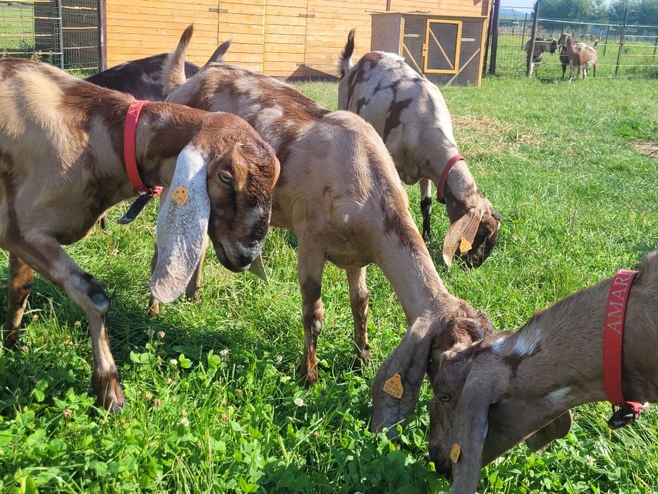 Kozy anglonubijskie