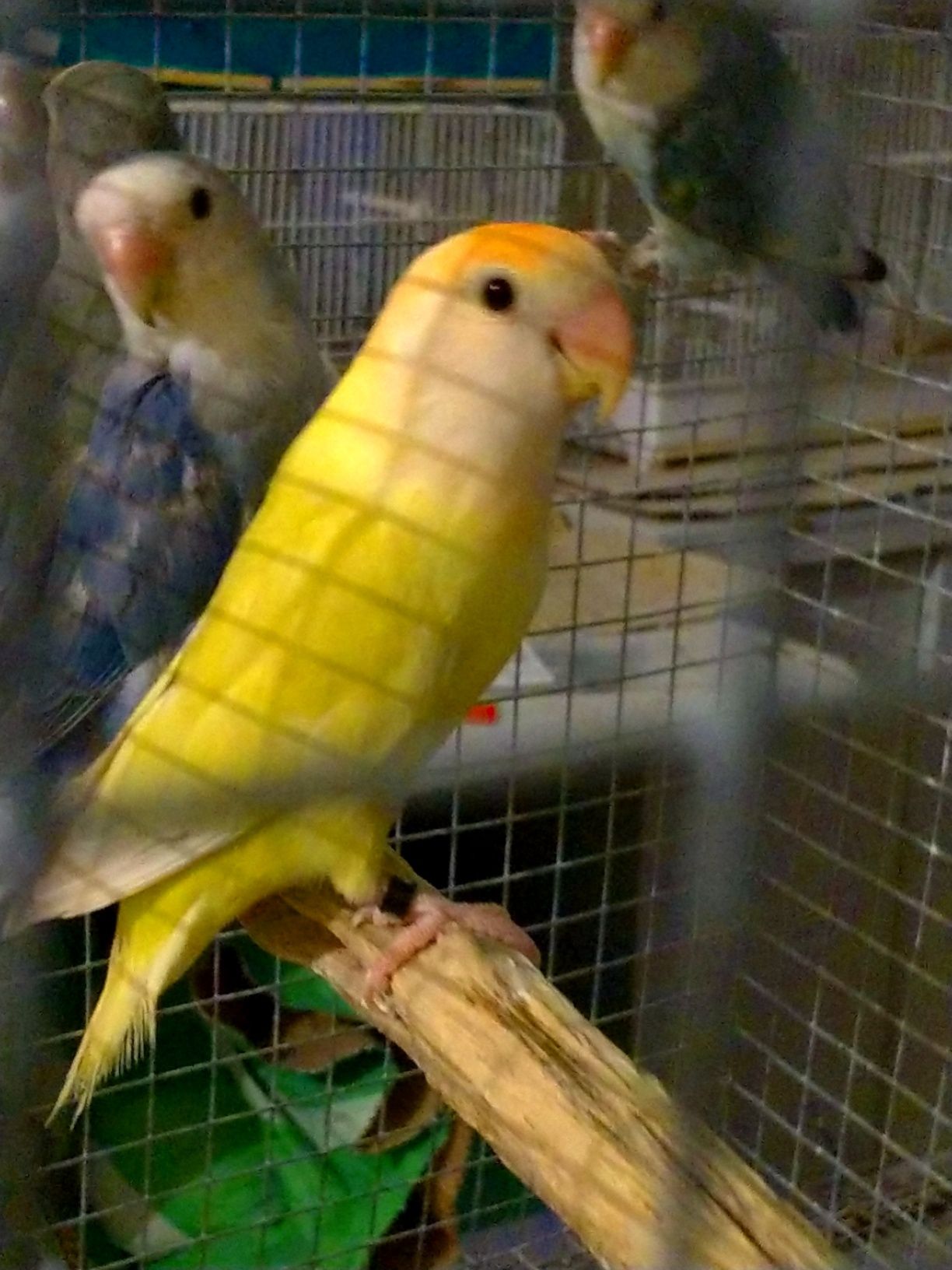 Agapornis roseicolis
