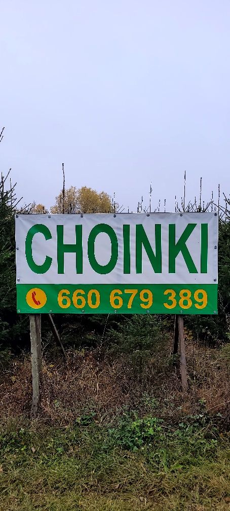 Choinki, świerk srebrny i pospolity