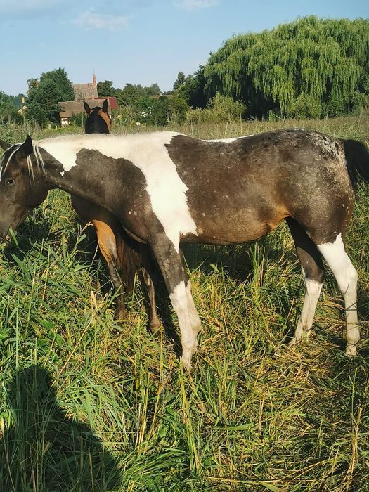 Klacz  malopolska 2 lata