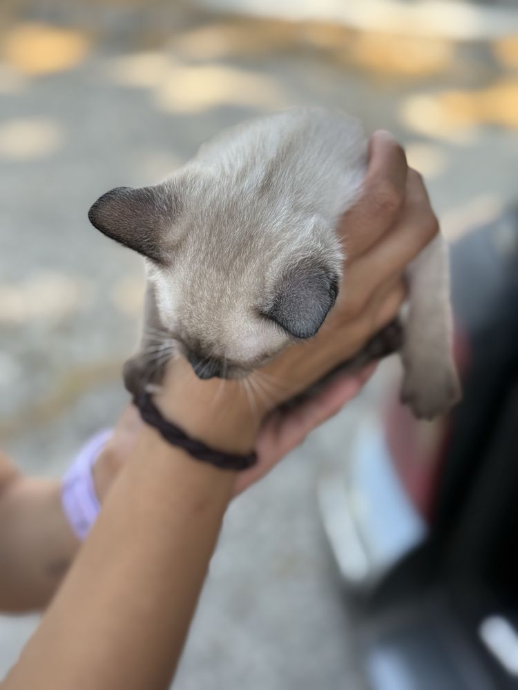 Gatinhas para adoção responsável Caxarias/Ourém/Leiria