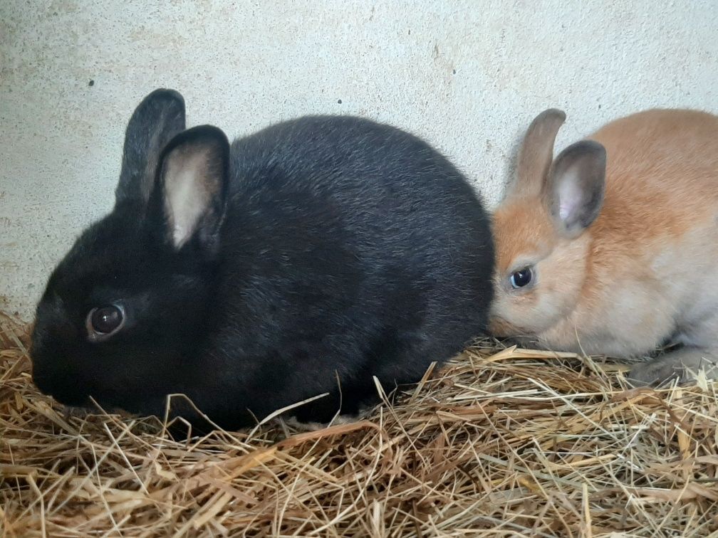 Casal Coelhos Anao Mini toy holandes/netherland dwarf