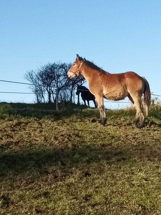 Żrebicę sztumską sprzedam